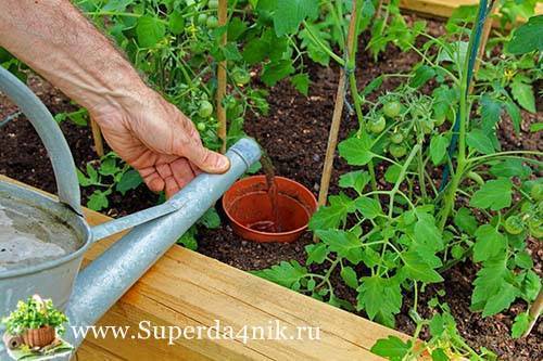 Как поливать рассаду помидоров после пикировки: правильный полив на каждом этапе