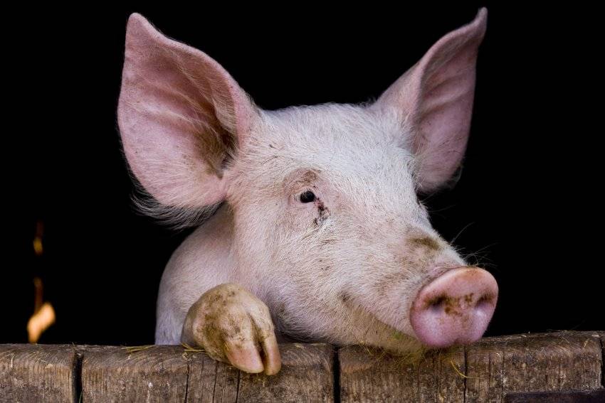 Искусственное осеменение свиней в домашних условиях