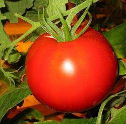 Как вырастить томат «джина»: характеристика и описание сорта