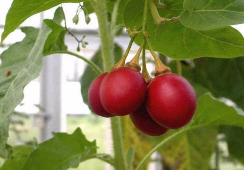 Как вырастить томатное дерево в условиях открытого грунта - овощи и зелень | описание, советы, отзывы, фото и видео
