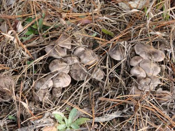 ✅ степные грибы крыма фото и описание. описание и названия грибов крыма (+27 фото)