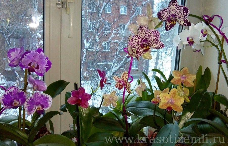 Как заставить цвести орхидею фаленопсис в домашних условиях? что делать, чтобы она зацвела повторно? по каким причинам она не цветет?