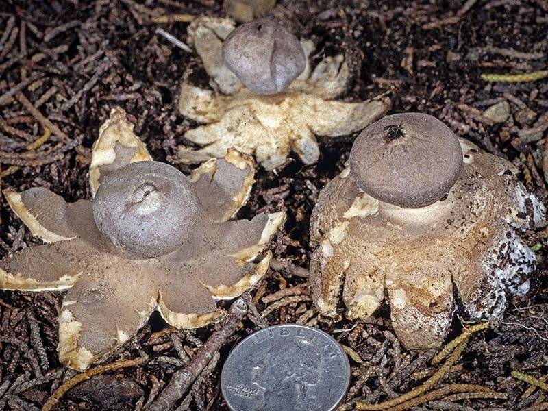 Звездовик бахромчатый – гриб, похожий на звезду