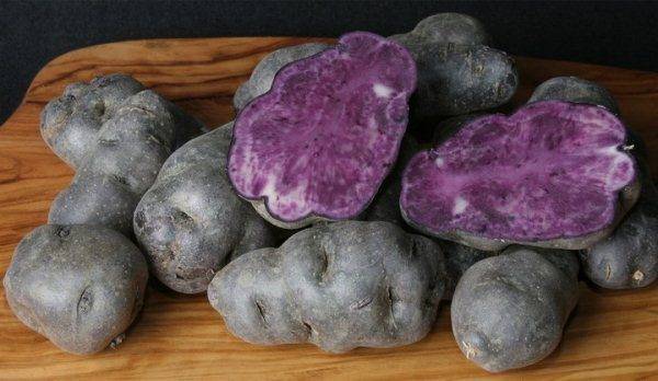 Фиолетовый картофель - сорта, посадка и уход, фото и видео