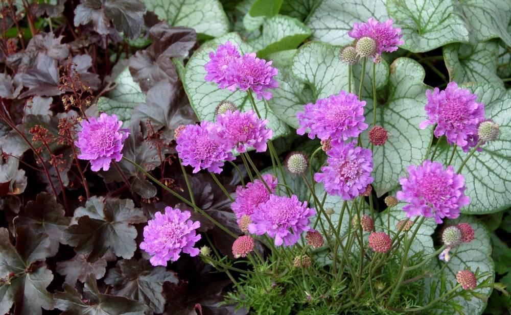 Цветок «Скабиоза»: фото, выращивание из семян, посадка и уход