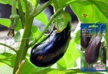 Баклажан «клоринда» – характеристика и особенности сорта, как выращивать
