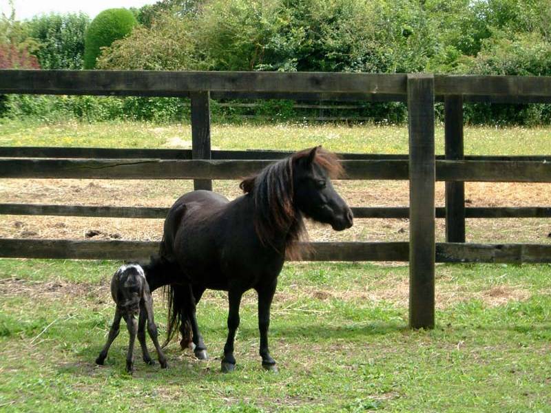Самая маленька лошадь в мире: знакомство с фалабеллой