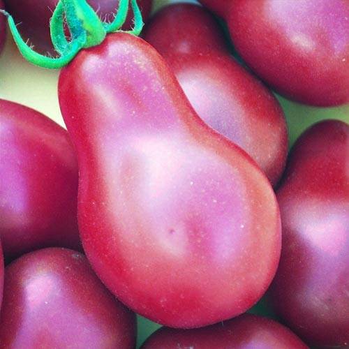 Томат "груша оранжевая": описание сорта, особенности ухода, фото помидоры русский фермер