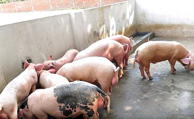 Кормовые дрожжи для свиней - эффективная пищевая добавка