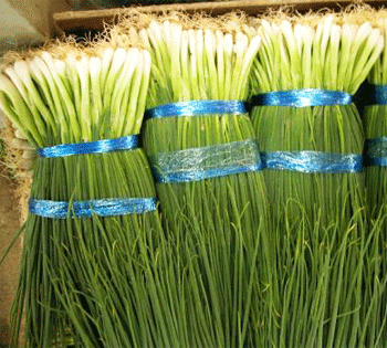 Выращивание лука на зелень — советы для подоконника и дачи