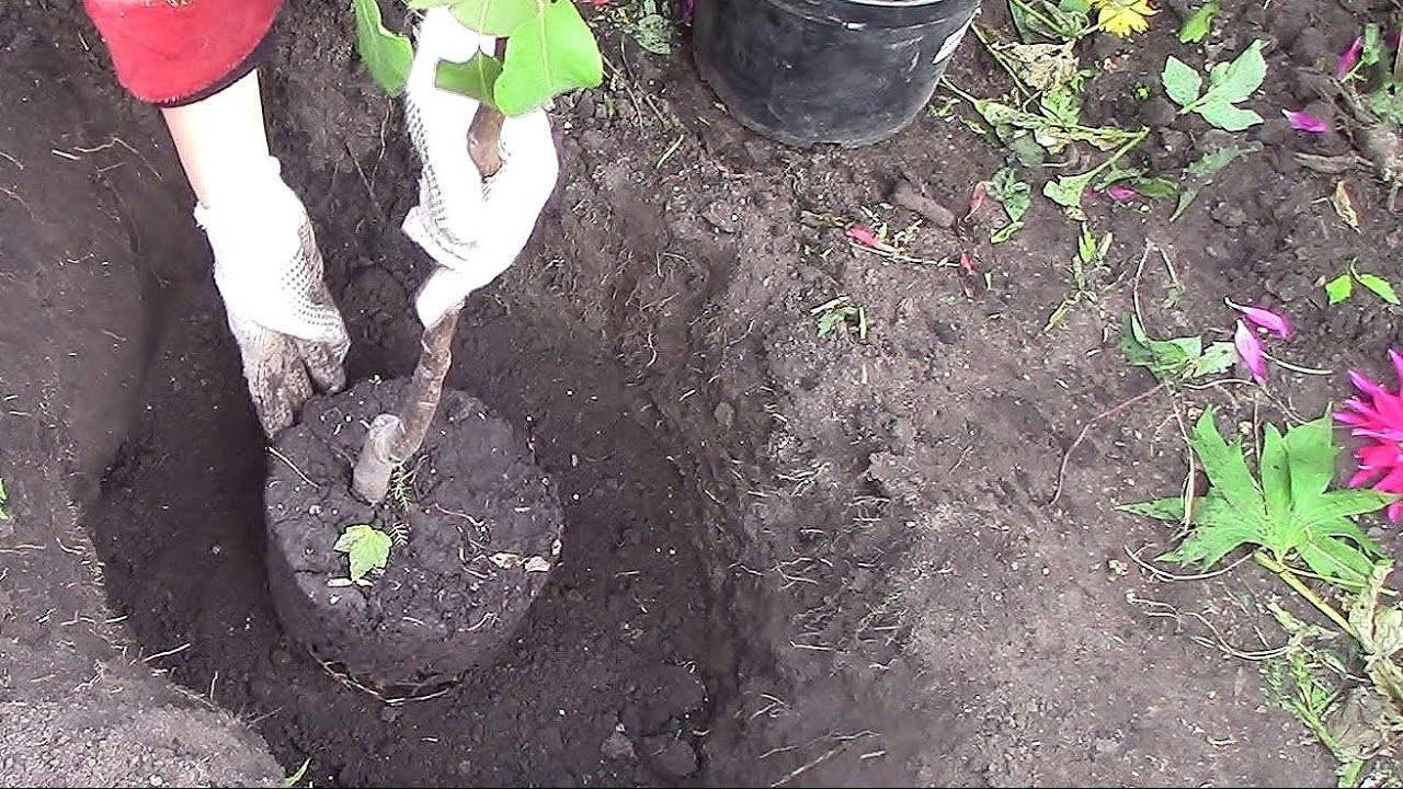 Когда и как правильно посадить саженец груши осенью и весной