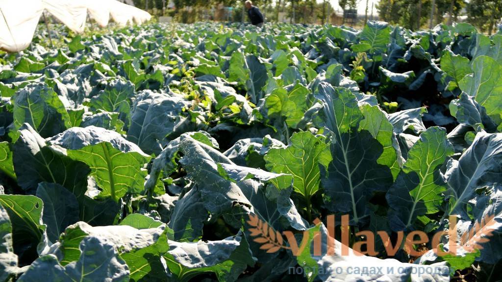 Савойская капуста: выращивание на огороде, сорта