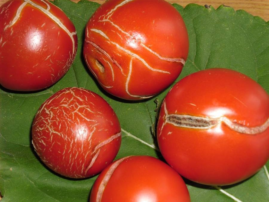 Вредители помидоров в теплице: часто встречающиеся болезни томатов и методы лечения