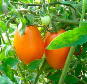 Махровые цветы на томатах: что это - сельская жизнь