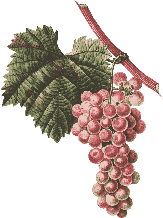 Виноград «лидия»: описание сорта, фото, отзывы