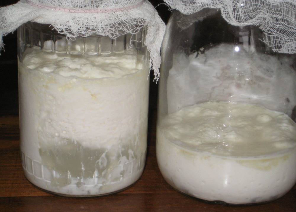 Молочный(кефирный) гриб: польза и вред, как вырастить с нуля