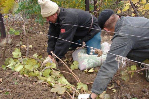 4 способа зимнего укрытия лозы молодого виноградника