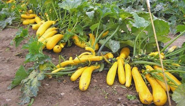 Все о сорте желтоплодного кабачка золотинка: посадка и уход, выращивание