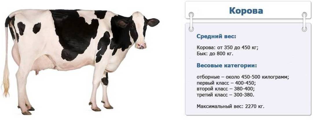 Сколько весит корова в среднем
