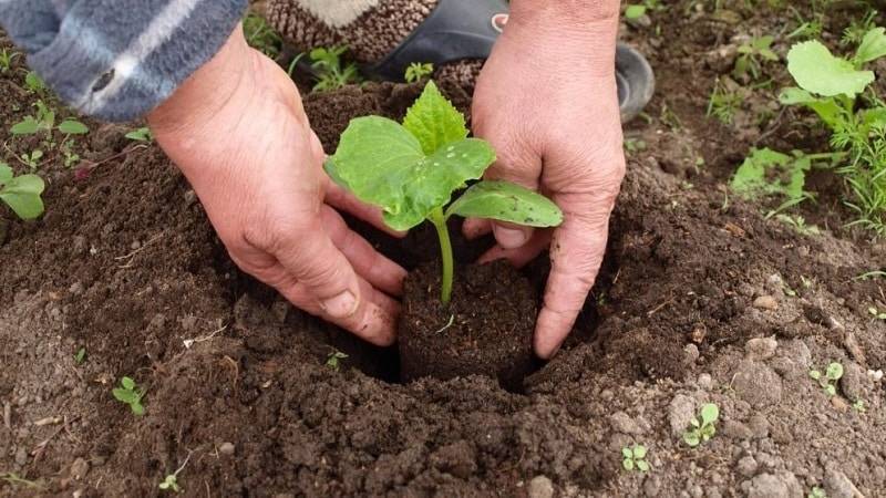 Как подготовить почву для огурцов весной в теплице и какую землю они любят