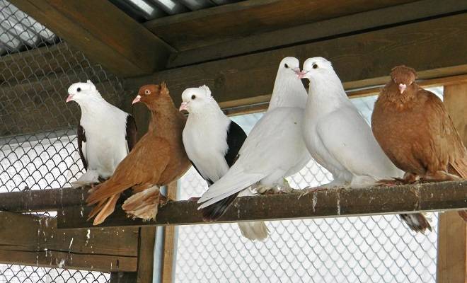Бойные голуби: породы с описанием, характеристика и фото