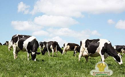 Кормление коров: нормы, дневной рацион питания, добавки, подкормка и советы по выбору состава корма (110 фото)