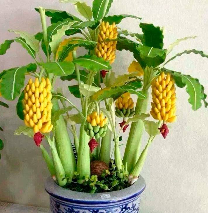 Как вырастить банан в домашних условиях из семян