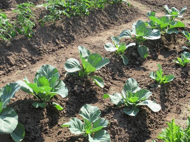 Выращивание капусты в открытом грунте легким способом