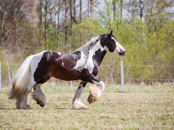Фризская порода лошадей: история, описание, фото | мои лошадки