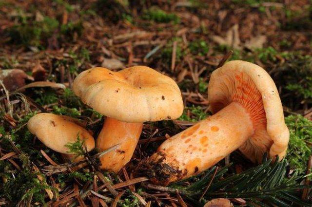 Ложные рыжики и их отличия от настоящих грибов