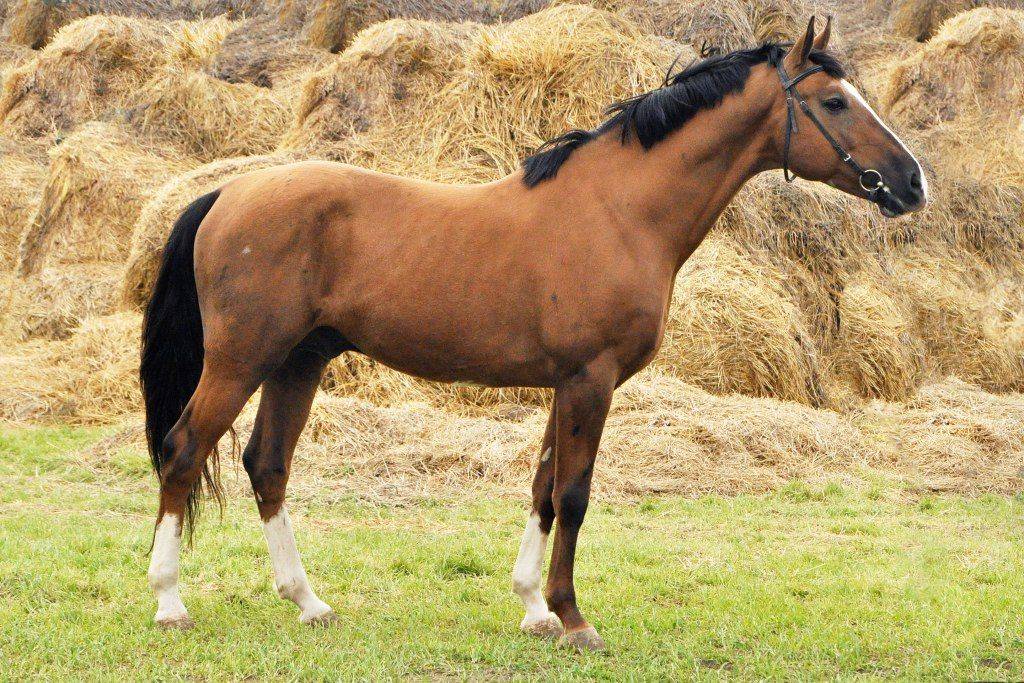 Чубарая масть лошади: описание и фото масти