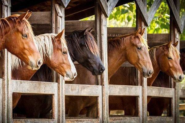 Содержание лошадей в домашних условиях для начинающих: видео и стоимость