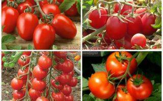 Гибрид томата «подарок женщине f1»: фото, отзывы, описание, характеристика, урожайность