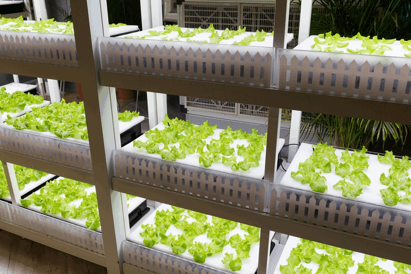 Выращиваем зелень на гидропонике в домашних условиях (видео)