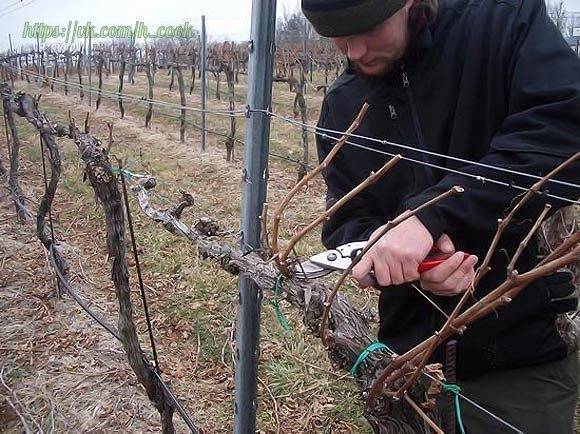 Как и чем укрыть виноград на зиму