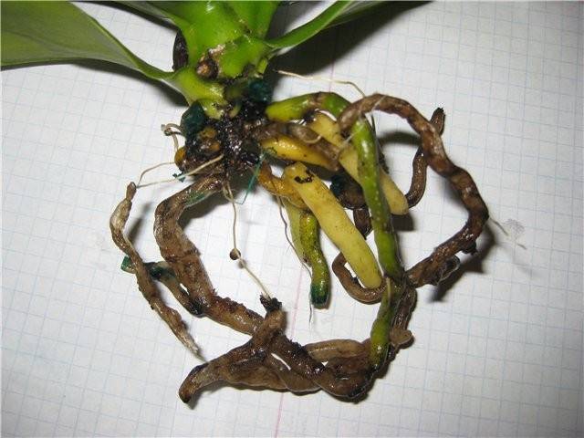 Почему гниют корни у орхидеи фаленопсис и что делать