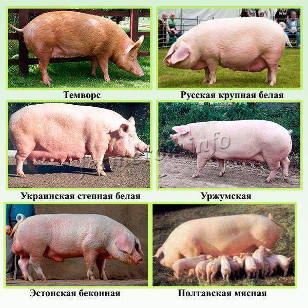 Породы свиней с фото и описанием: характеристика, фото, видео