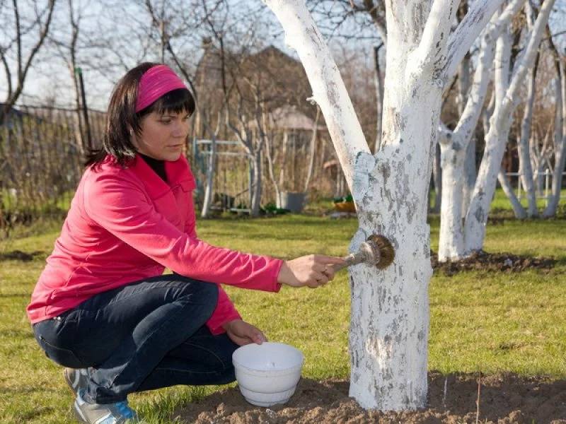 Побелка деревьев весной: как и чем белить, рецепты для побелки