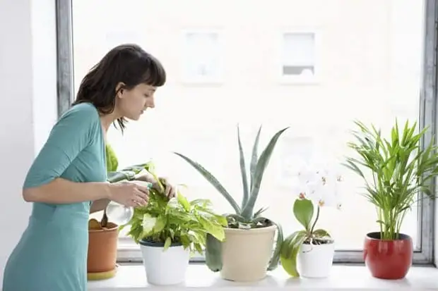 Уход за комнатными растениями и цветами в домашних условиях