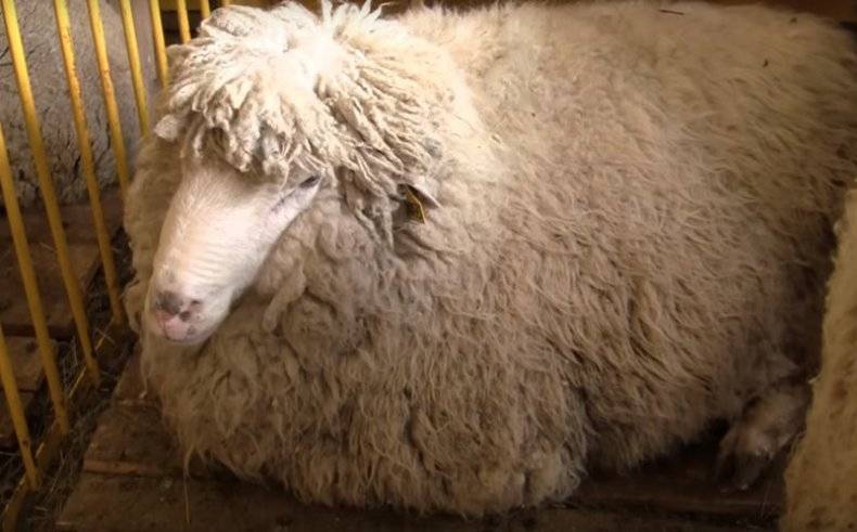 Куйбышевская порода овец: описание и характеристики