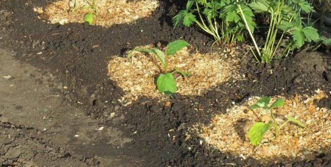 Опилки как удобрение: как применять на огороде и можно ли быстро сделать компост, лучшие способы производства перегноя с помощью мочевины и куриного навоза
