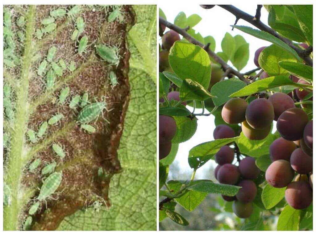 Как бороться с тлей на плодовых деревьях (яблоне, сливе, вишне): чем обработать, лучшие средства