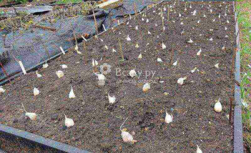 Посадка чеснока весной в открытый грунт: сроки