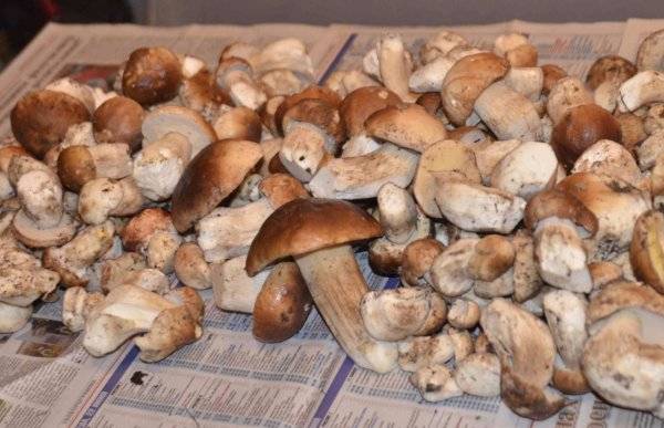 Как сушить польские грибы в домашних условиях: в духовке, в сушке и на солнце?