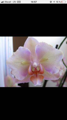 Орхидея фаленопсис пелорик: определение, что это такое и фото разновидности бабочка﻿