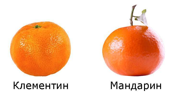 Отличие между клементинами и мандаринами