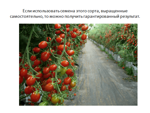 Томат f1 «спрут черри»: описание сорта и особенности выращивания необычного помидора русский фермер