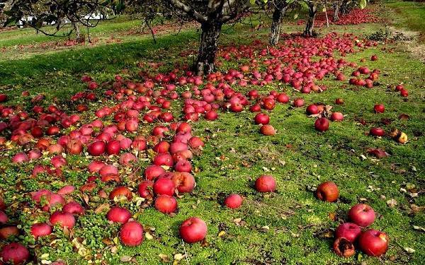 Почему осыпаются завязи и плоды на яблоне, сливе, вишне и других деревьях – дачные дела