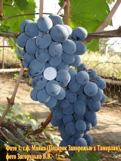 Описание и характеристики сорта винограда подарок запорожью, преимущества, недостатки и выращивание