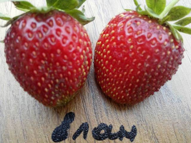 Клубника элан f1 - ягоды | описание, советы, отзывы, фото и видео